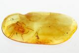 Detailed Fossil Spider and Ant In Baltic Amber #343399-1